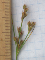 Juncus interior