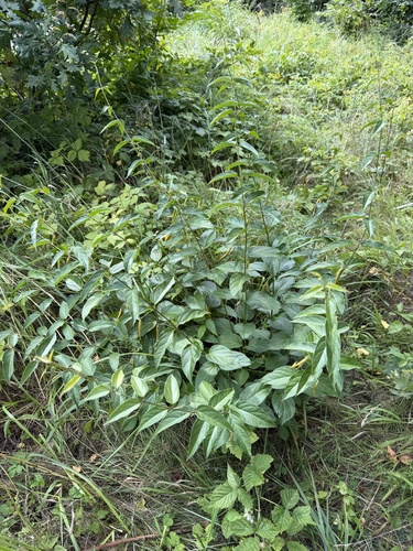 Swallow-wort