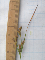 Juncus interior