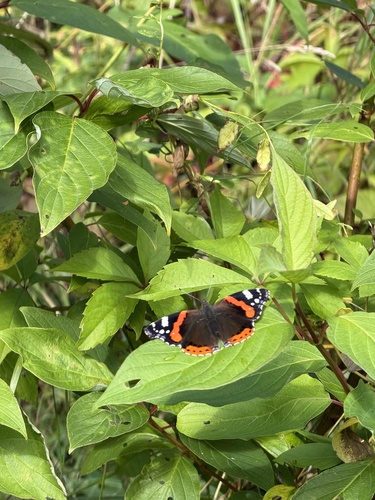 Red Admiral