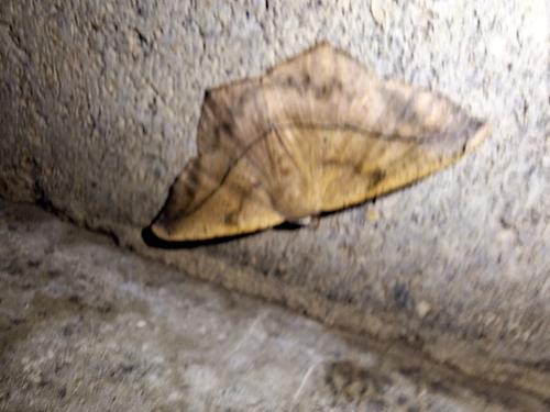 Large Maple Spanworm Moth