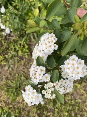 Spiraea × vanhouttei