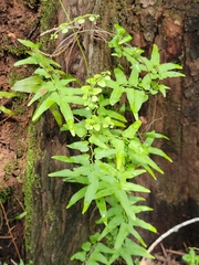 Lygodium microphyllum, photograph (c) Jay Horn, some rights reserved (CC BY)