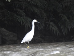 Egretta thula