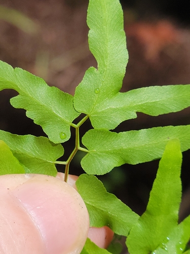 Lygodium microphyllum, photograph 5