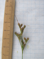 Juncus interior