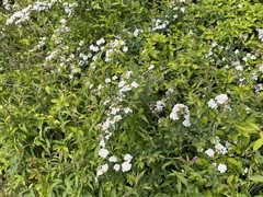 Spiraea × vanhouttei