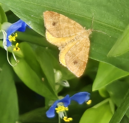 Orange Wing