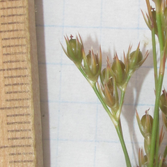 Juncus interior