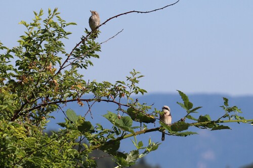 Red-backed Shrike