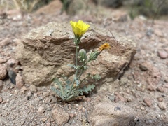 Malacothrix sonchoides