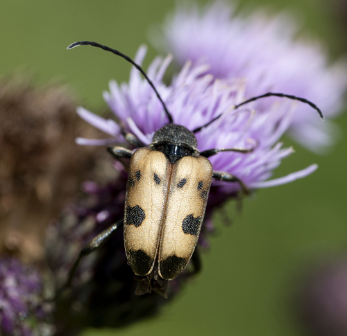 speckled longhorn beetle