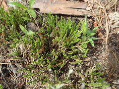 Selaginella corallina
