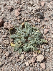 Glyptopleura marginata