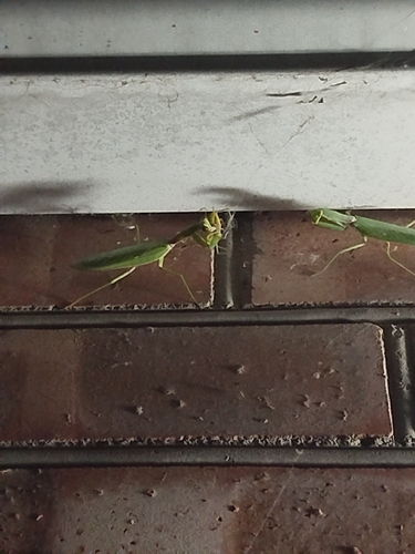 Transcaucasian Giant Mantis