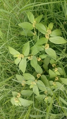 Euphorbia hirta
