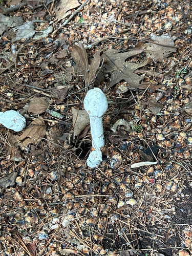 Amanita Mold