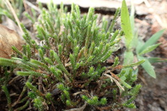 Selaginella corallina