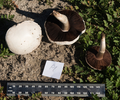 Agaricus braendlei