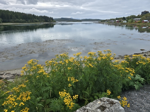 Common Tansy