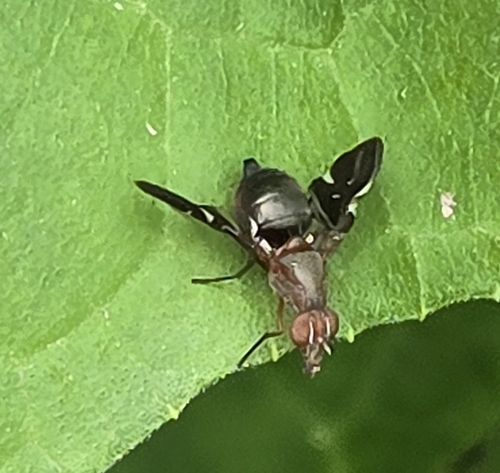 Common Picture-winged Fly