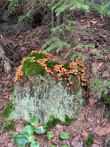 Pinewood Gingertail