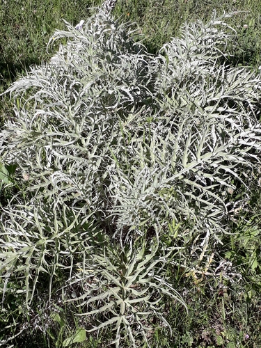 Cynara cardunculus subsp. cardunculus image