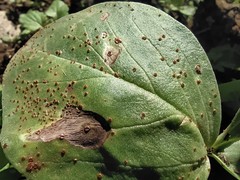 Uromyces viciae-fabae