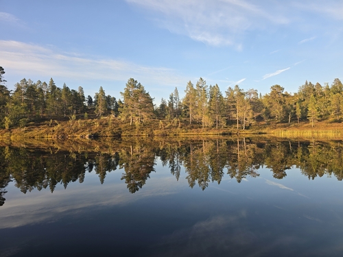 Scots pine