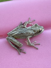 Osteopilus septentrionalis