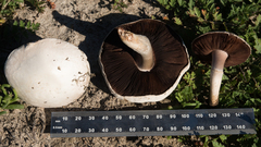 Agaricus braendlei