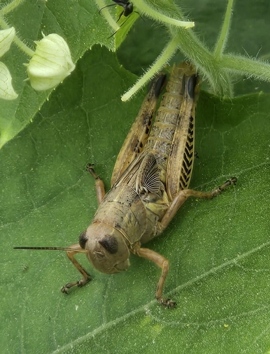 Differential Grasshopper