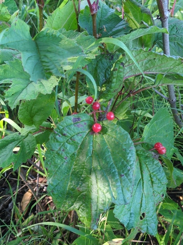 squashberry