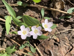 Claytonia lanceolata