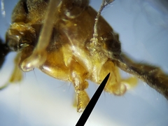 Teucholabis carolinensis