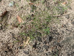 Stylisma pickeringii