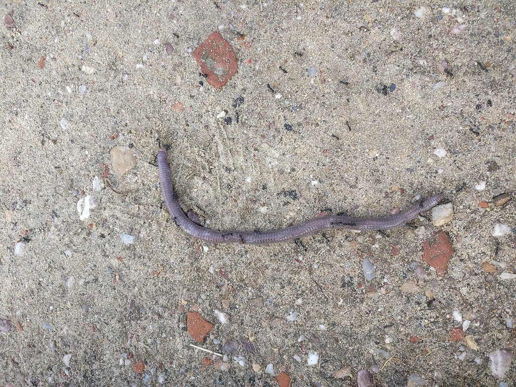 Iberian Worm Lizard