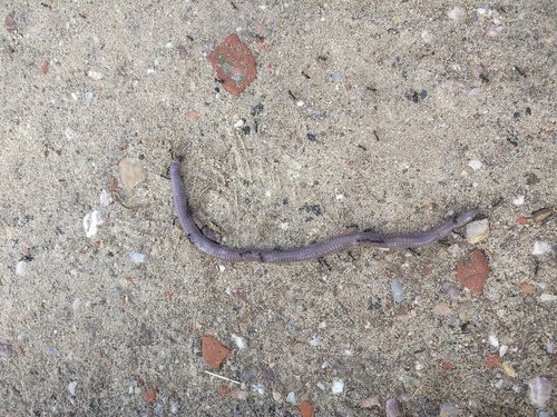 Iberian Worm Lizard