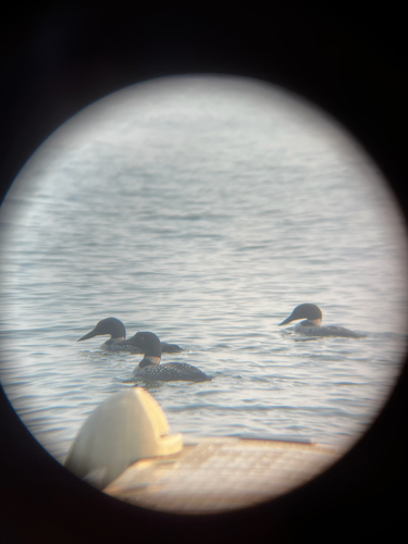 Common Loon