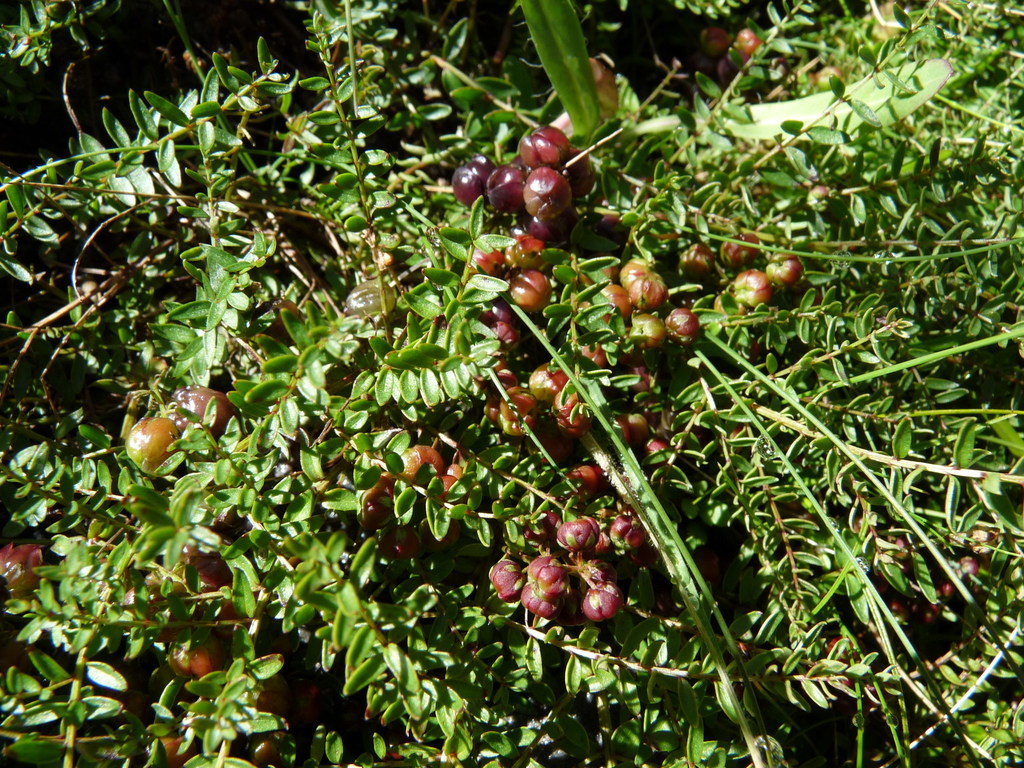 Coriaria angustissima