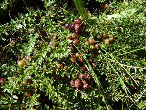 Coriaria angustissima Hook.fil.