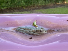 Osteopilus septentrionalis