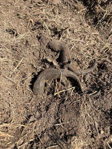 Western Tiger Salamander