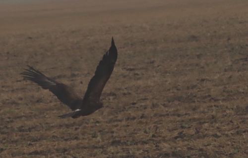 Lesser Spotted Eagle
