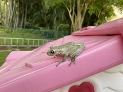 Osteopilus septentrionalis