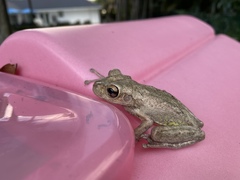 Osteopilus septentrionalis