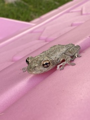 Osteopilus septentrionalis