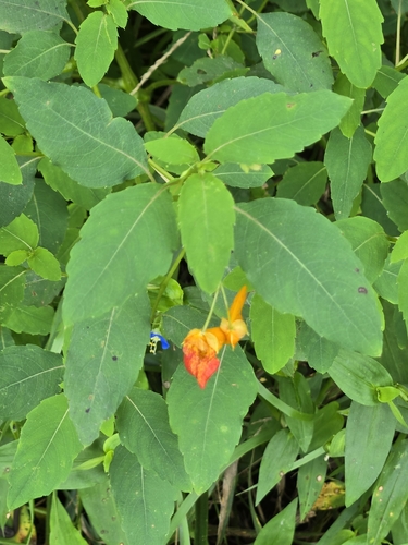 common jewelweed