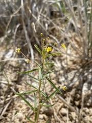 Cleomella parviflora