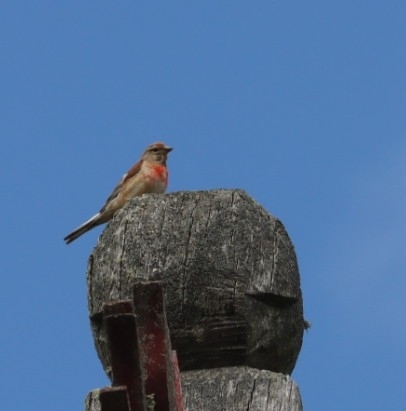 Eurasian Linnet